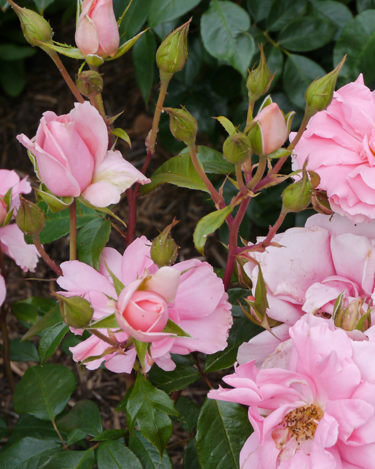 products/Rosa-12.jpg
